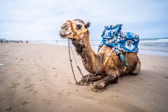 brown camel lying on brown sand during daytime