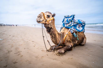 Cara daftar visa di Jakarta dan Medan