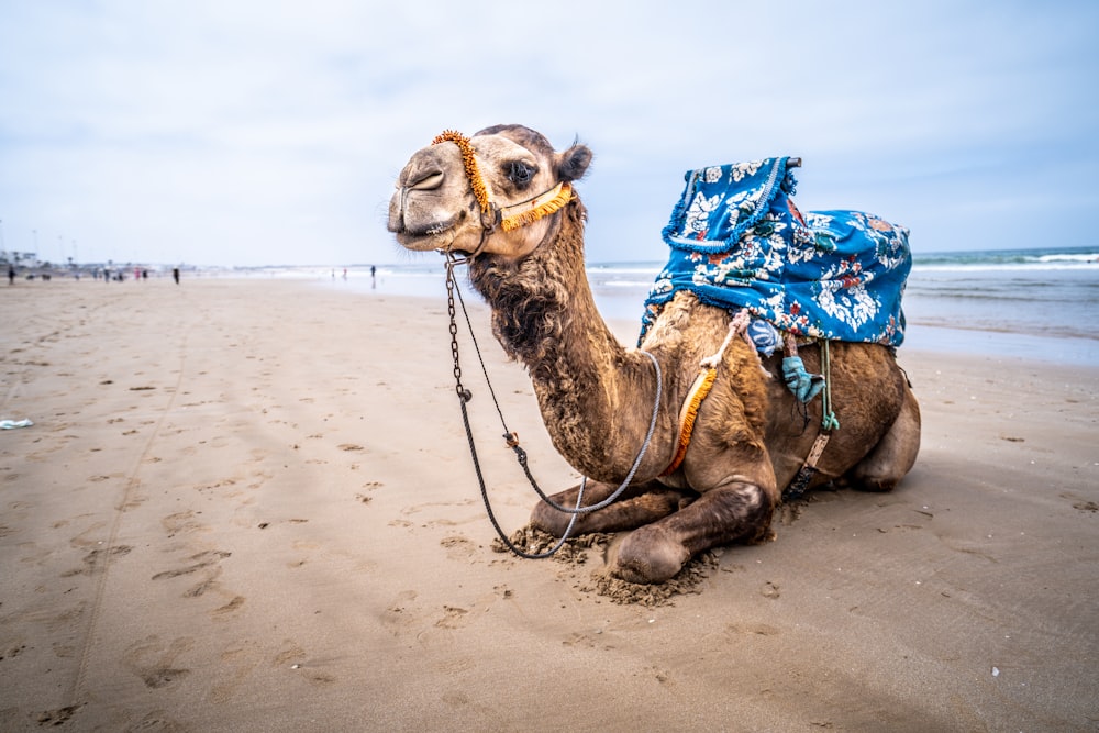 camelo marrom deitado na areia marrom durante o dia