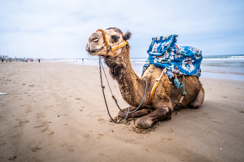 Best Casual Dinner Spots in Agadir for a No-Fuss Evening Out