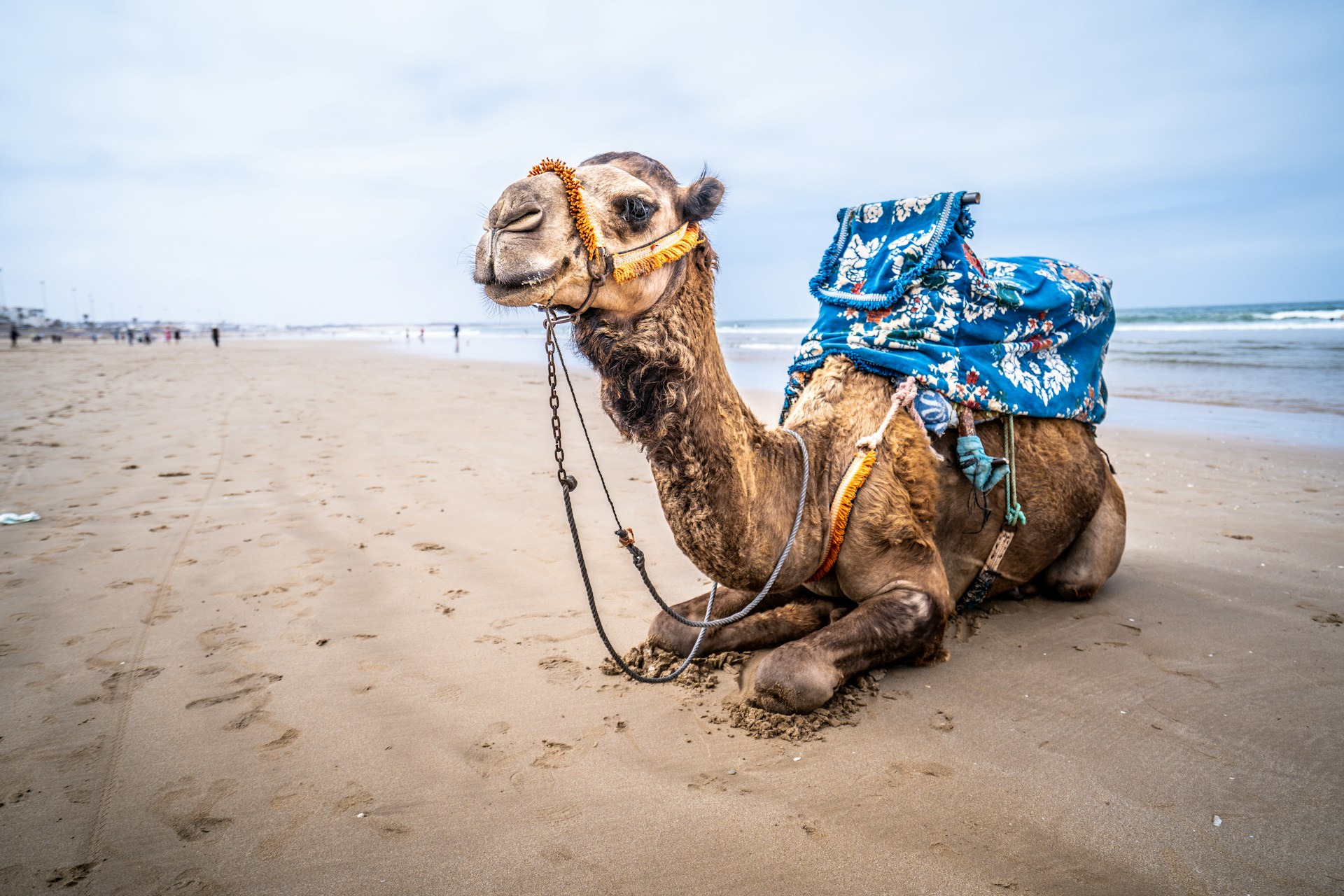 brown camel lying on brown sand during daytime