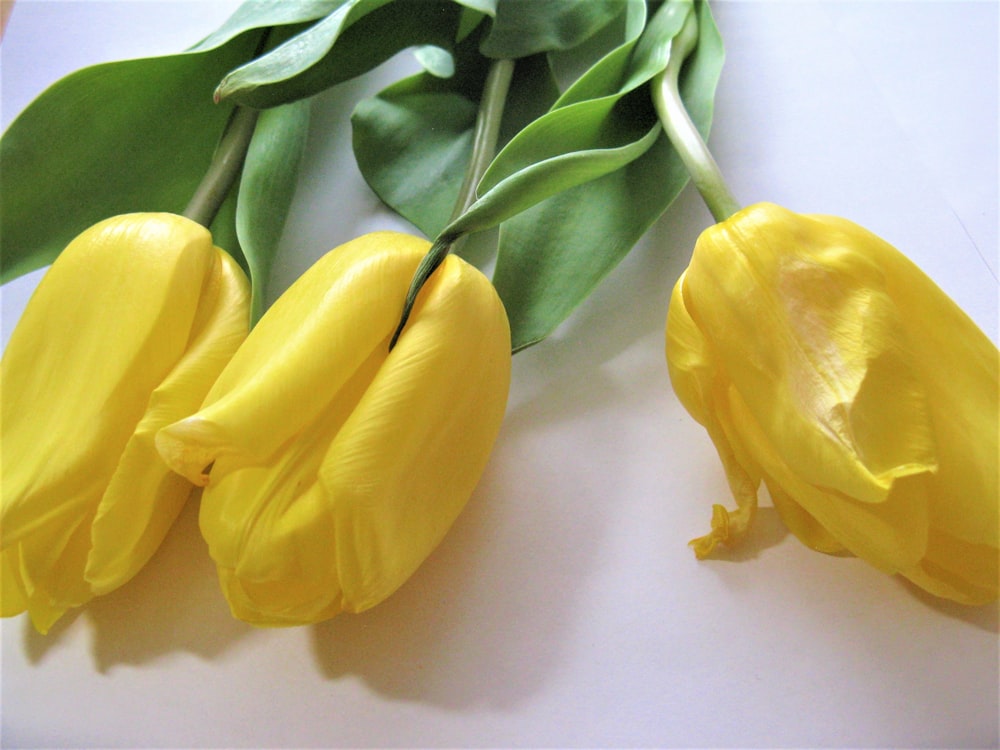 yellow tulips on white surface