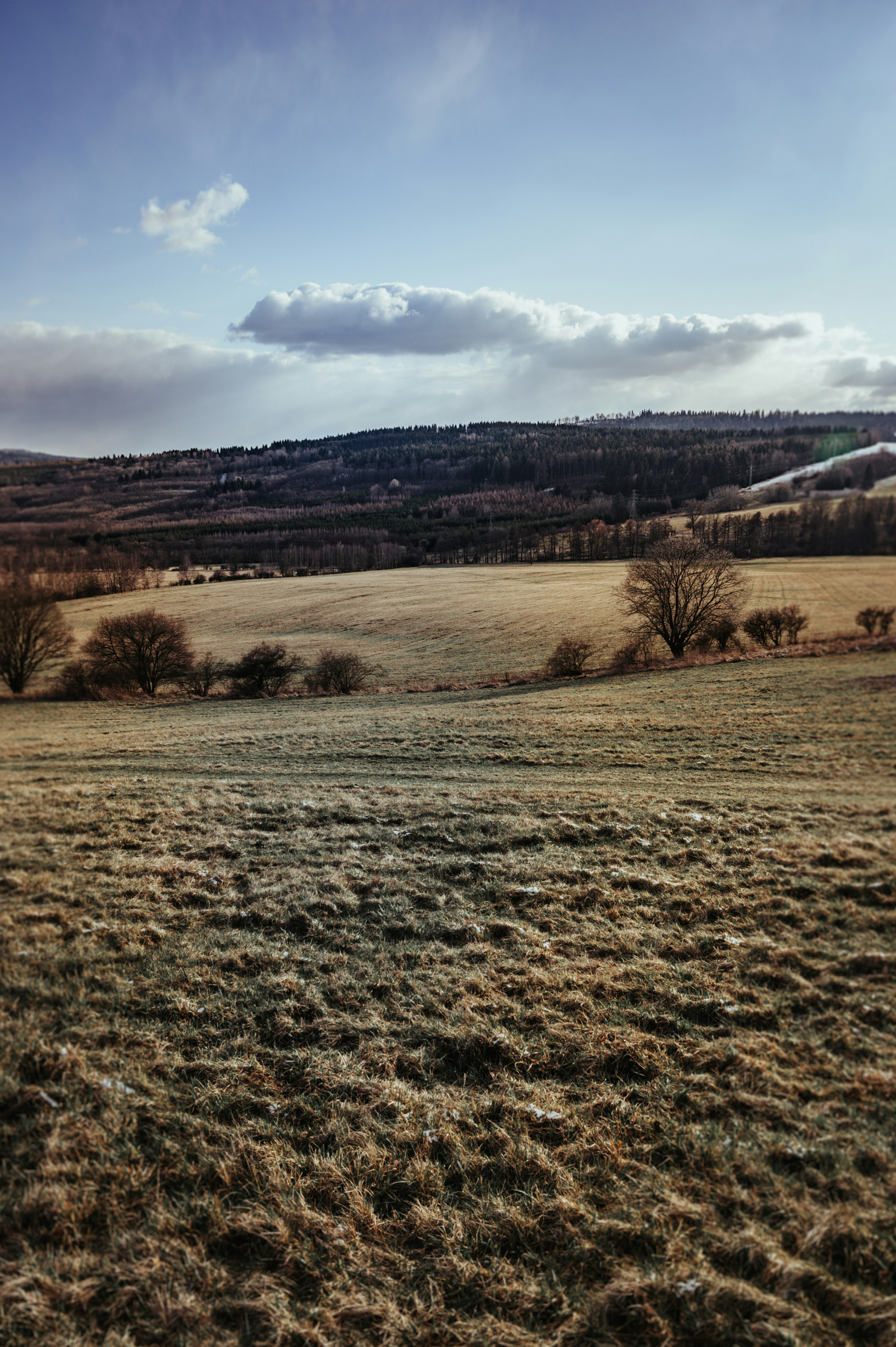 brown grass field near green trees under white clouds and blue sky during daytime