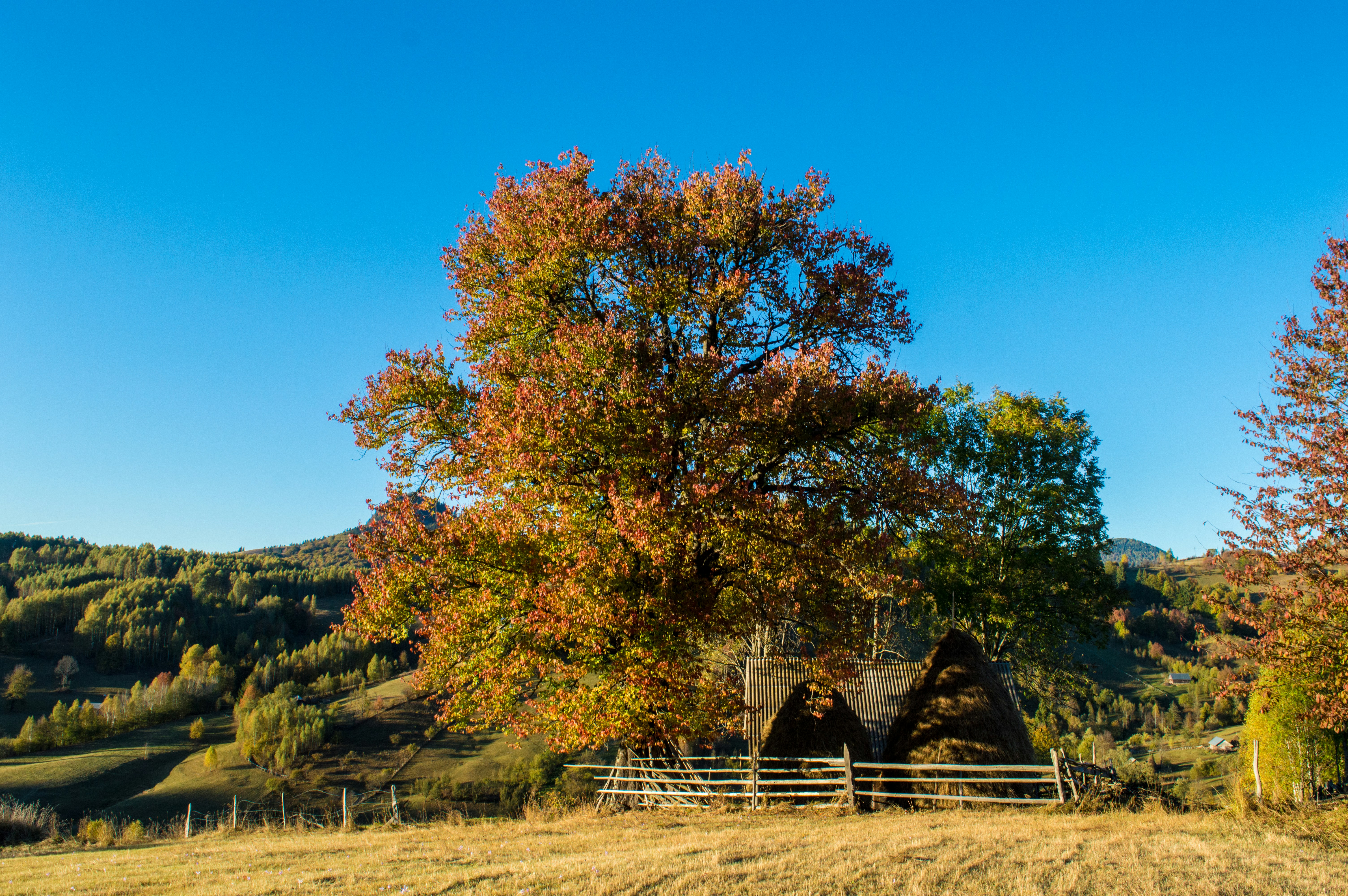 brown wooden house near green and brown trees under blue sky during daytime