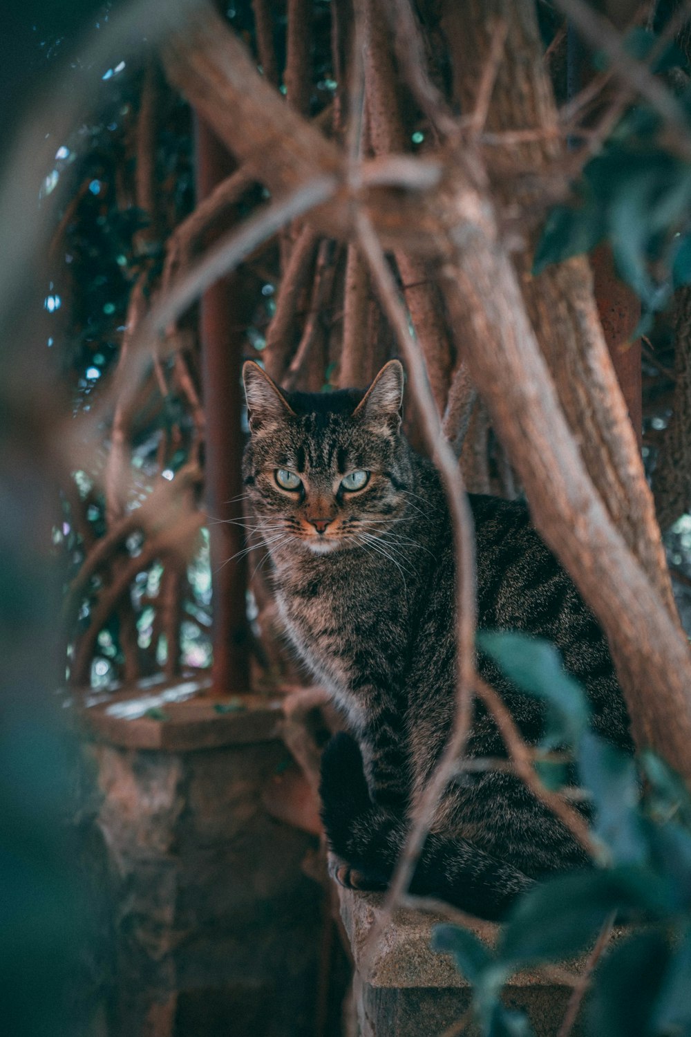 brown tabby cat on brown tree trunk