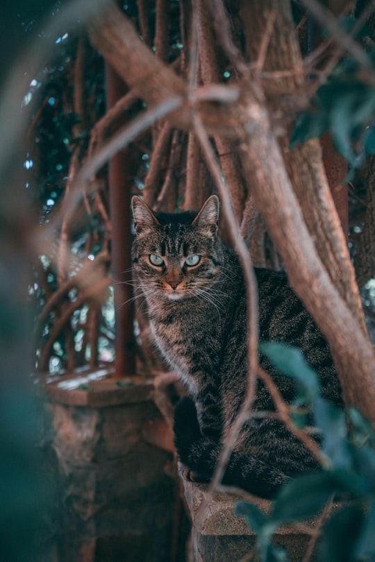 brown tabby cat on brown tree trunk in Bormes-les-Mimosas France