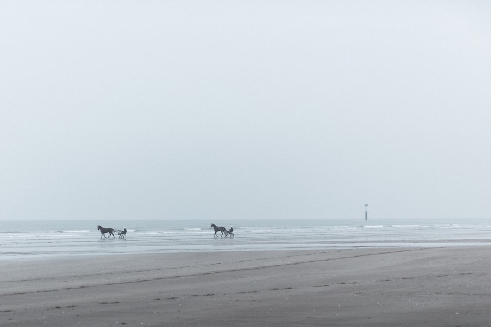 people on beach during daytime