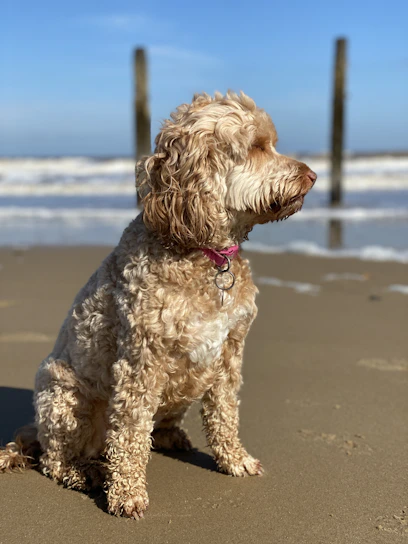 A happy dog wearing a bandana sitting on a sandy beach with surfboards in the background.