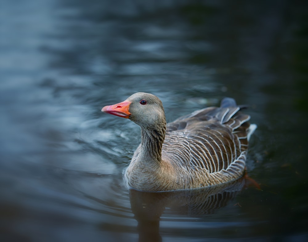 brown duck on body of water during daytime