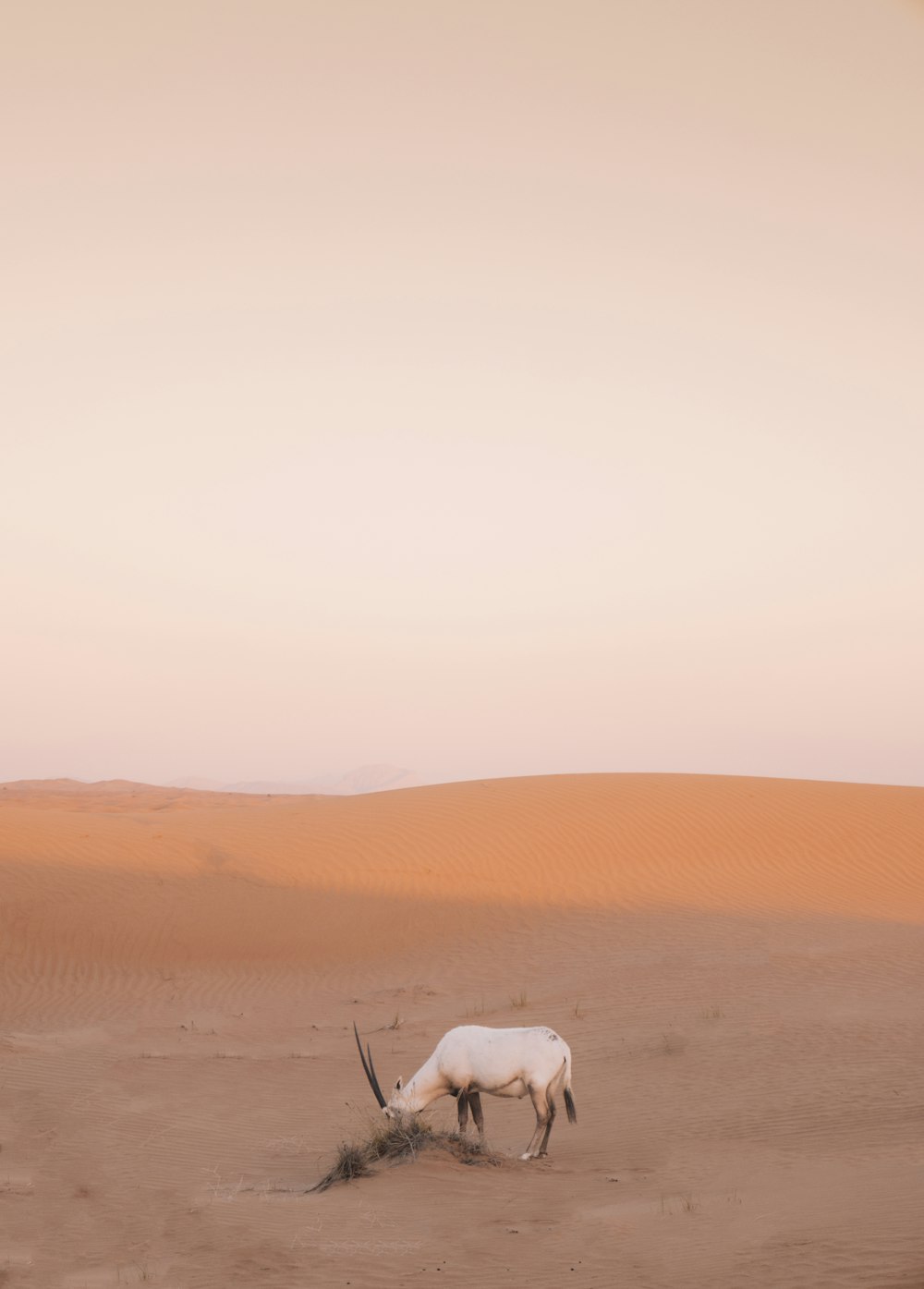 white cow on desert during daytime