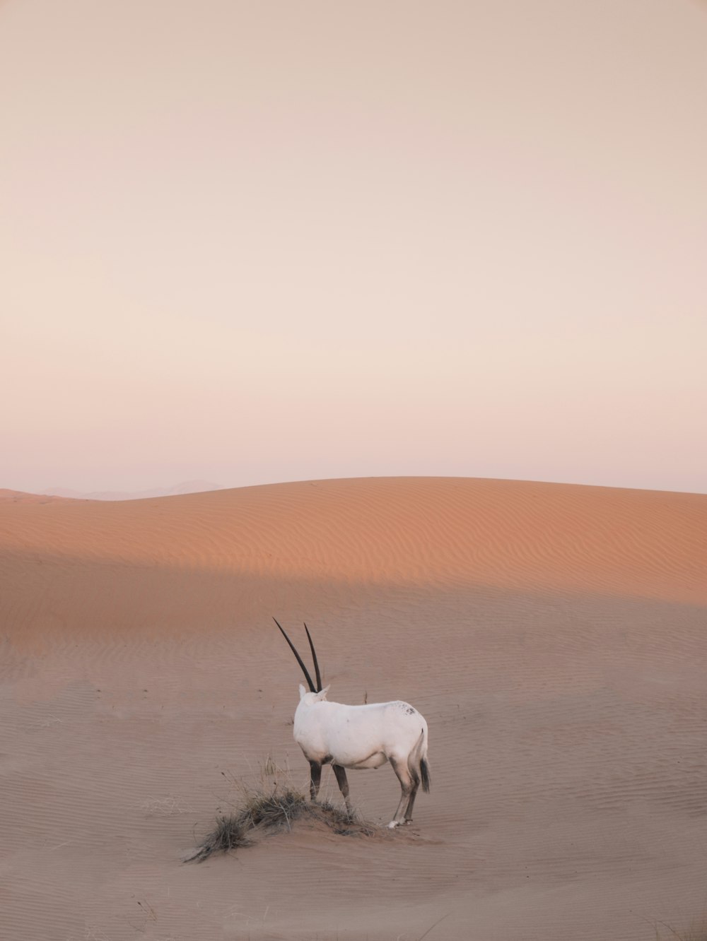 white and brown animal on brown field during daytime