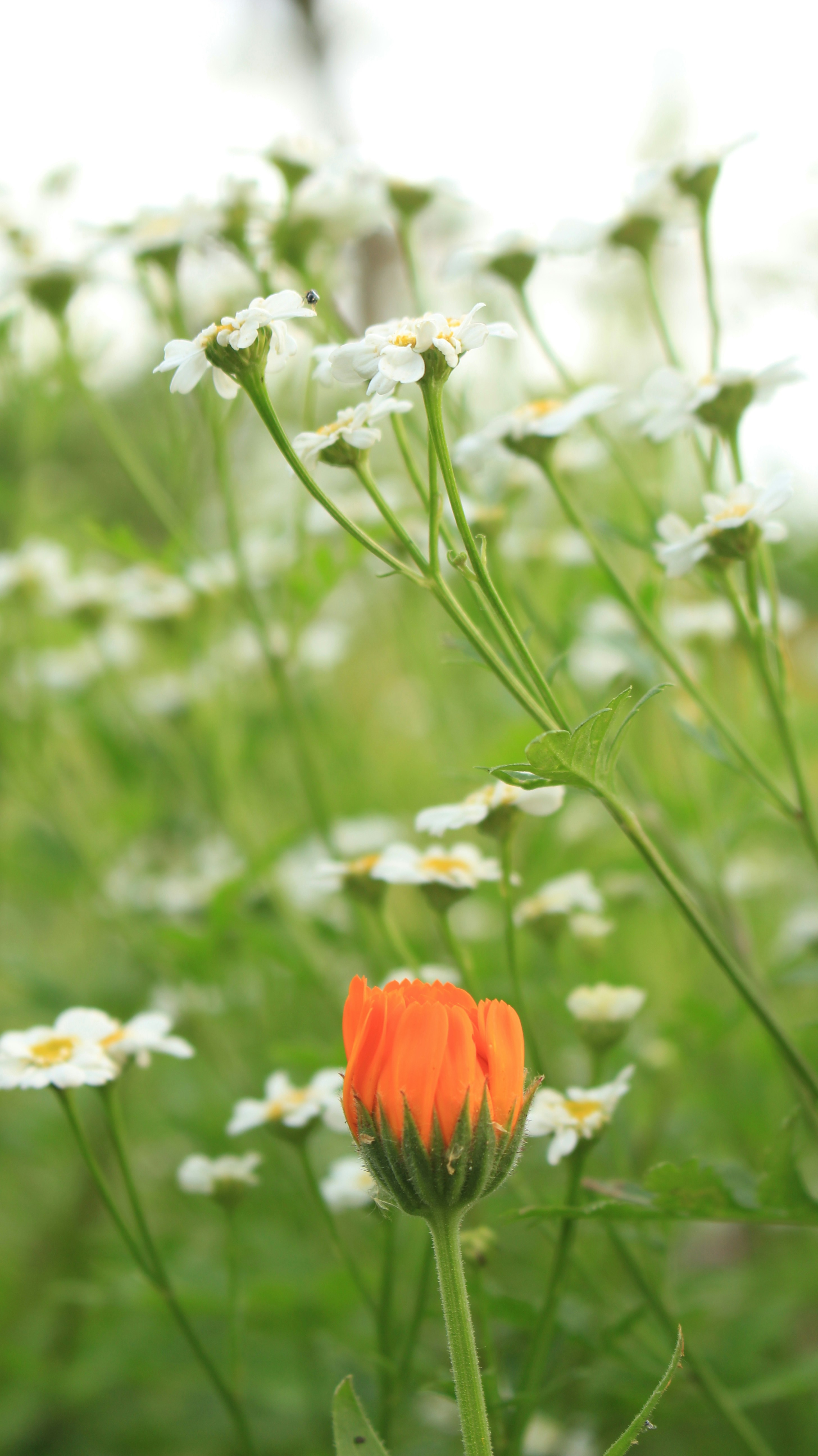 Photo by marjorylucabaxter