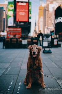 A golden retriever wearing a harness is sitting on a busy city street. The background features blurred lights and advertisements, resembling an urban area like Times Square. The dog appears calm and friendly.