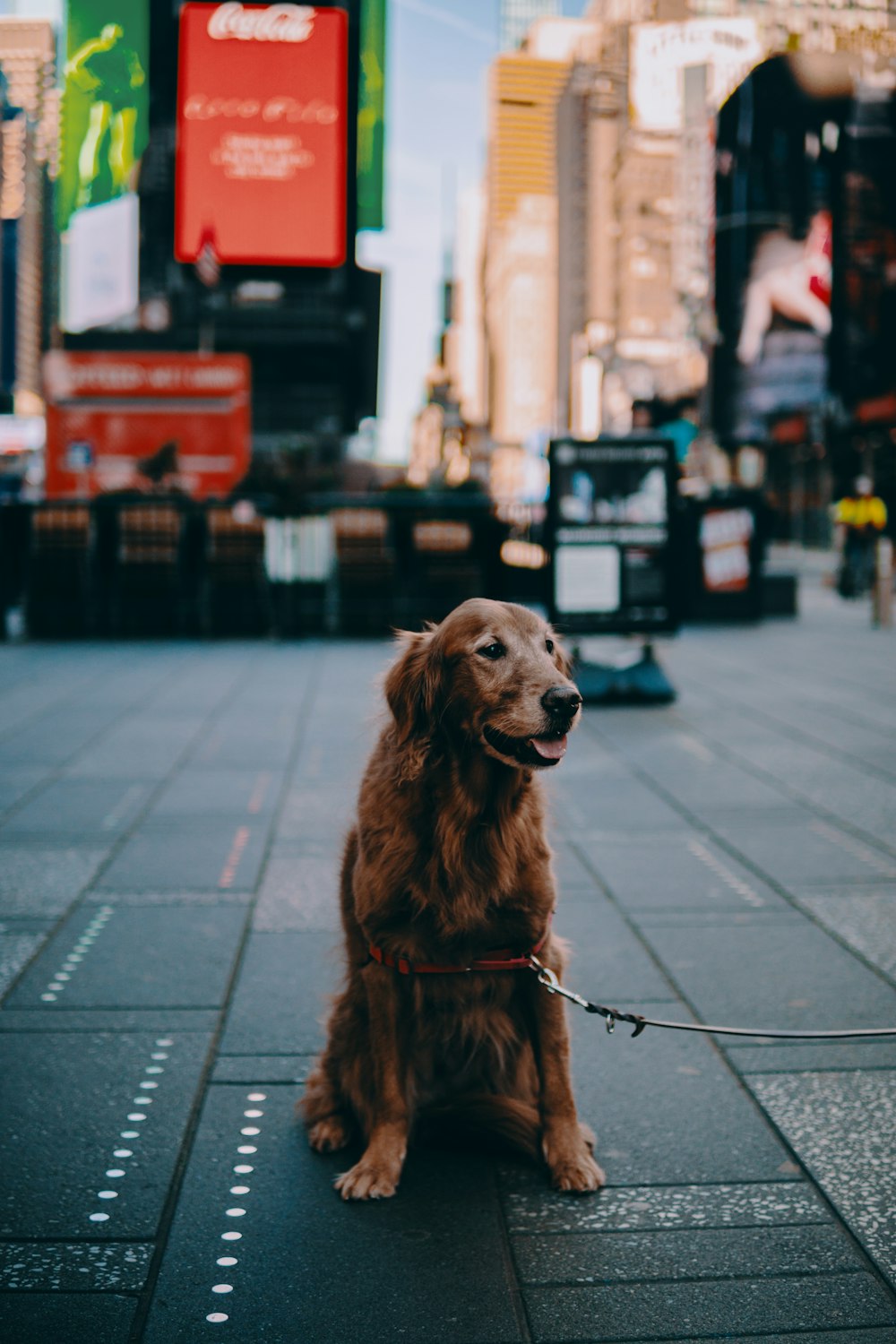 brown long coated dog sitting on sidewalk during daytime