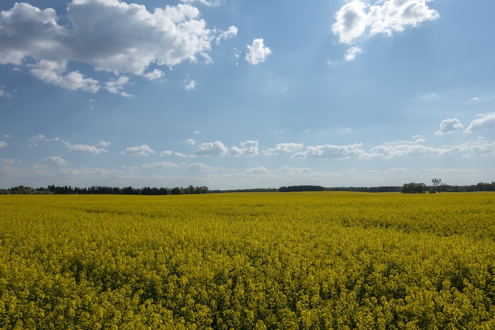 yellow flower field under blue sky and white clouds during daytime