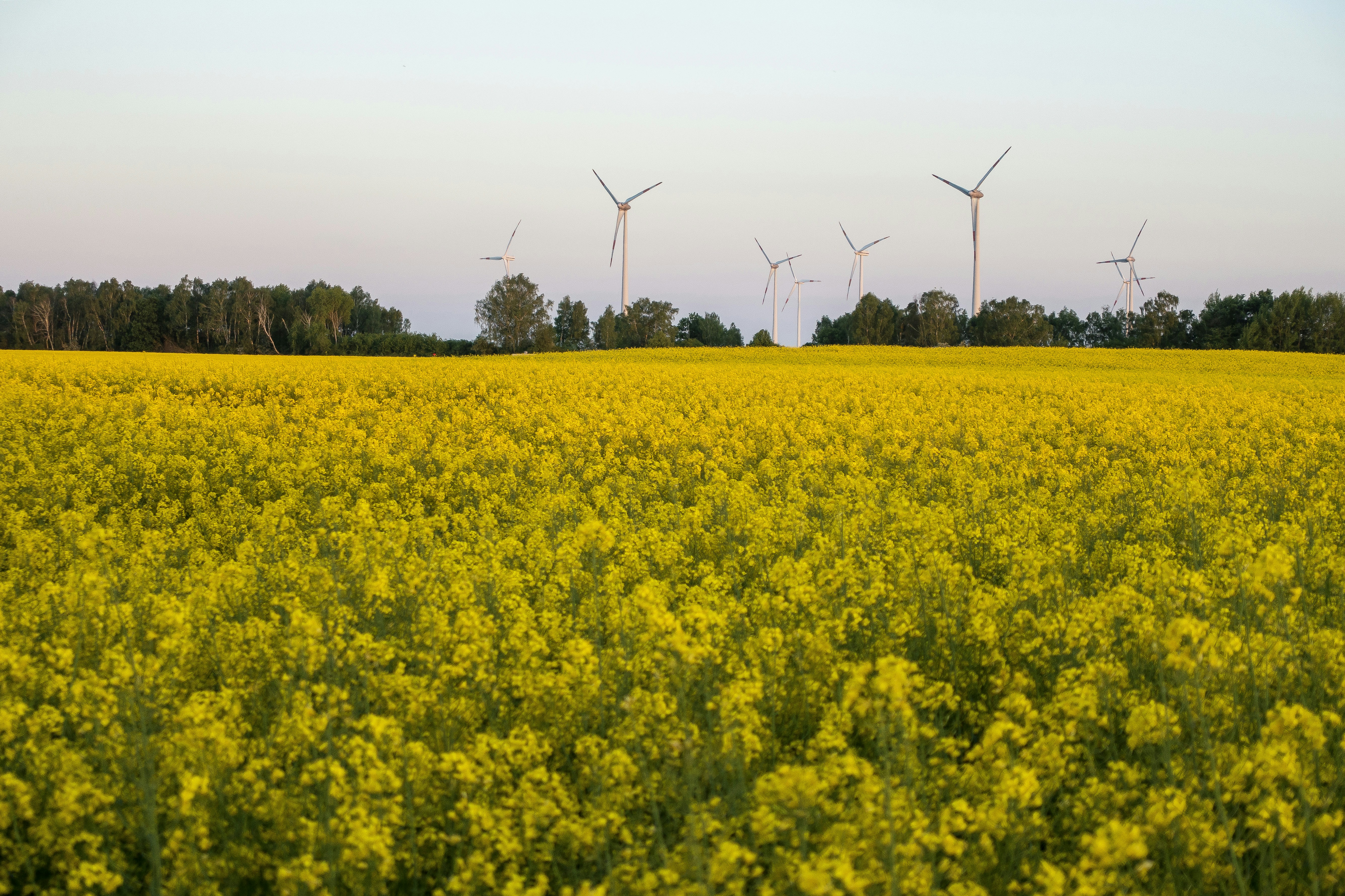 Rapeseed and windenergy renewable energy transition