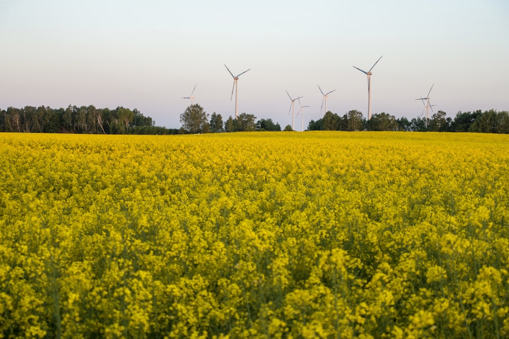 yellow flower field during daytime