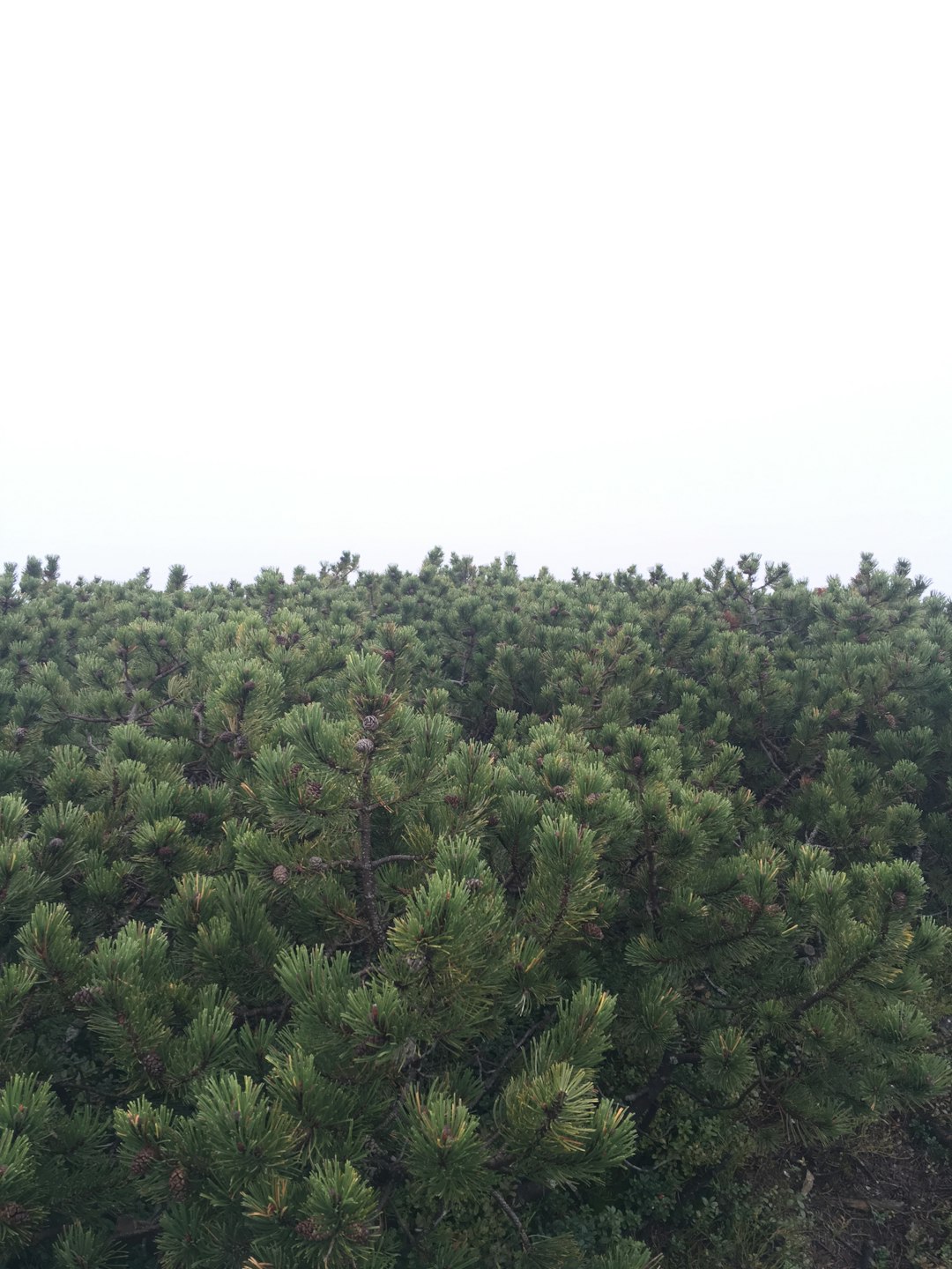 Tropical and subtropical coniferous forests photo spot Tatry Poland