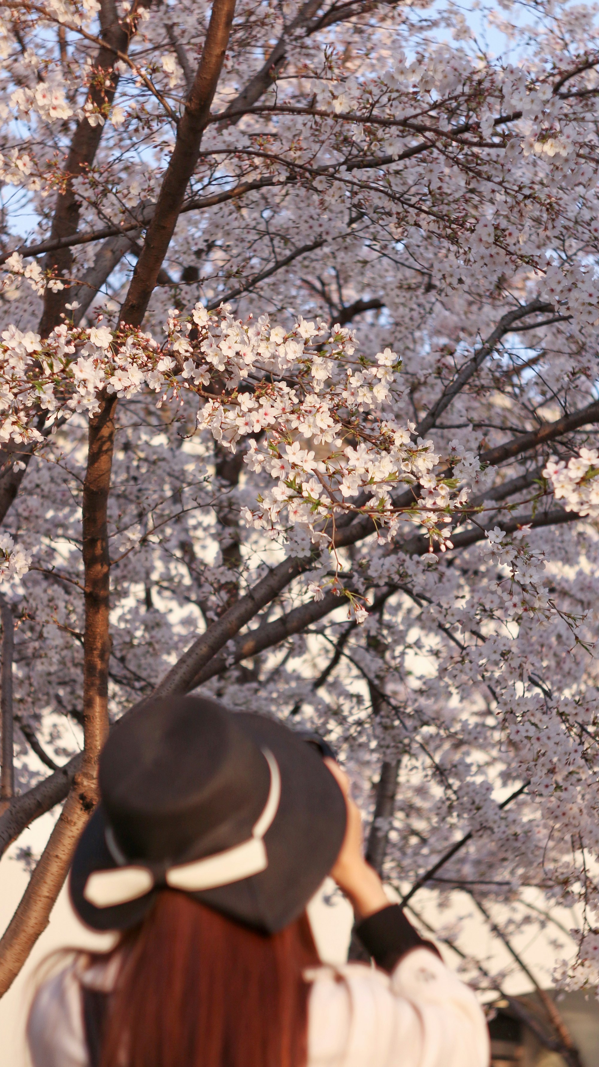 spring,sakura,cherry tree