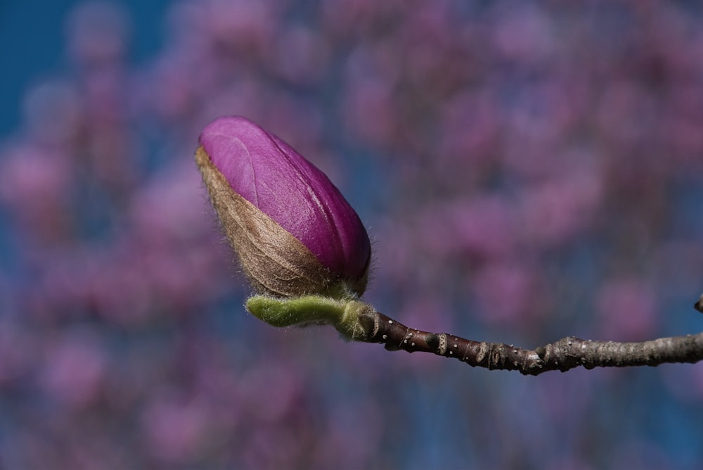 purple flower bud in close up photography