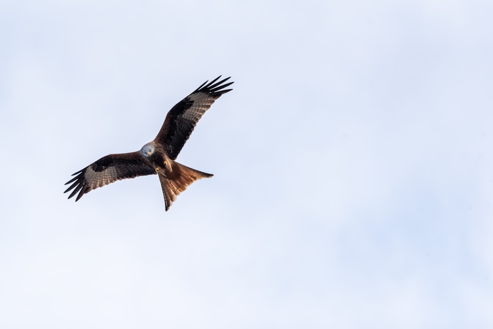 brown and white bird flying under white clouds during daytime