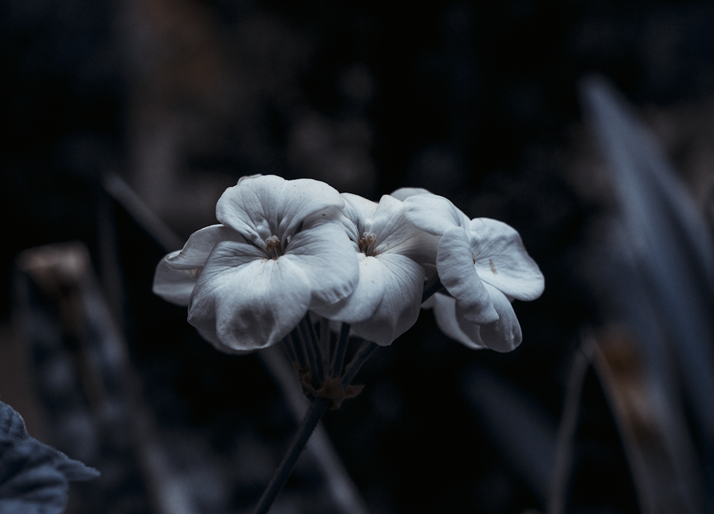 white flower in tilt shift lens