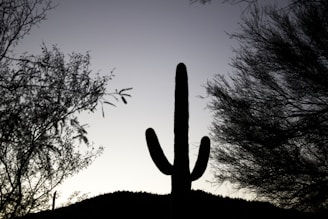 A silhouetted saguaro cactus stands starkly against a fading twilight sky, surrounded by the dark outlines of desert trees and foliage. The horizon is subtly visible with gentle rolling hills in the distance.