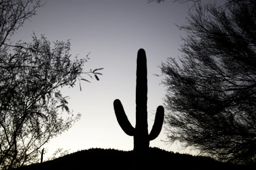 A shadowy outlaw silhouette against a blood-red sunset, framed by jagged black cacti.