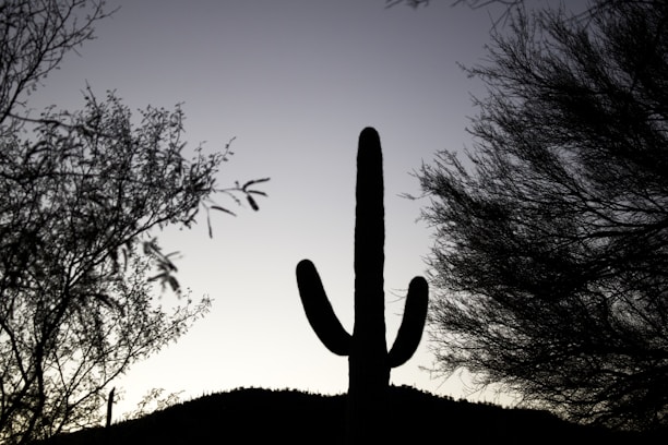 A silhouetted saguaro cactus stands starkly against a fading twilight sky, surrounded by the dark outlines of desert trees and foliage. The horizon is subtly visible with gentle rolling hills in the distance.