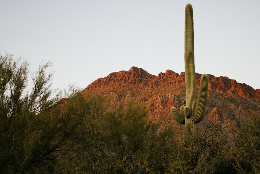 Planta de cactus cerca de Brown Rock Mountain durante el día