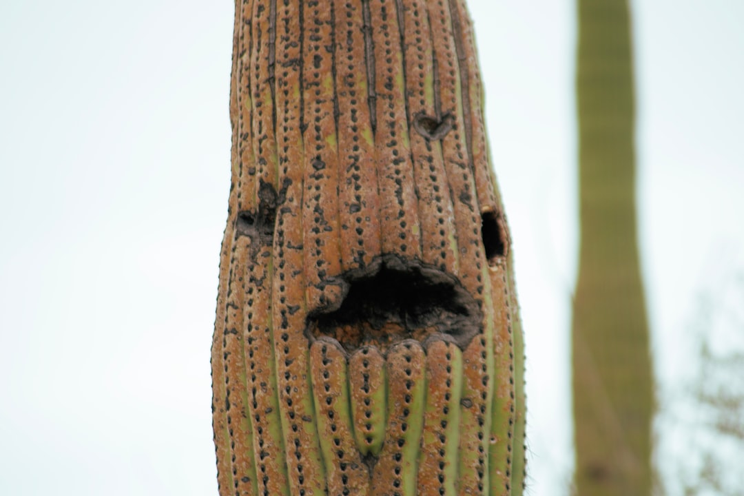 brown and black face mask