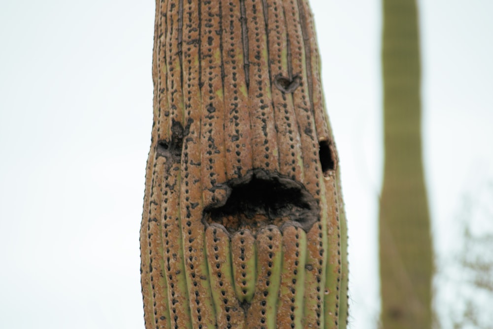 brown and black face mask