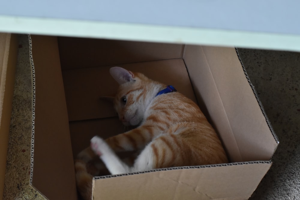 orange tabby cat on brown cardboard box