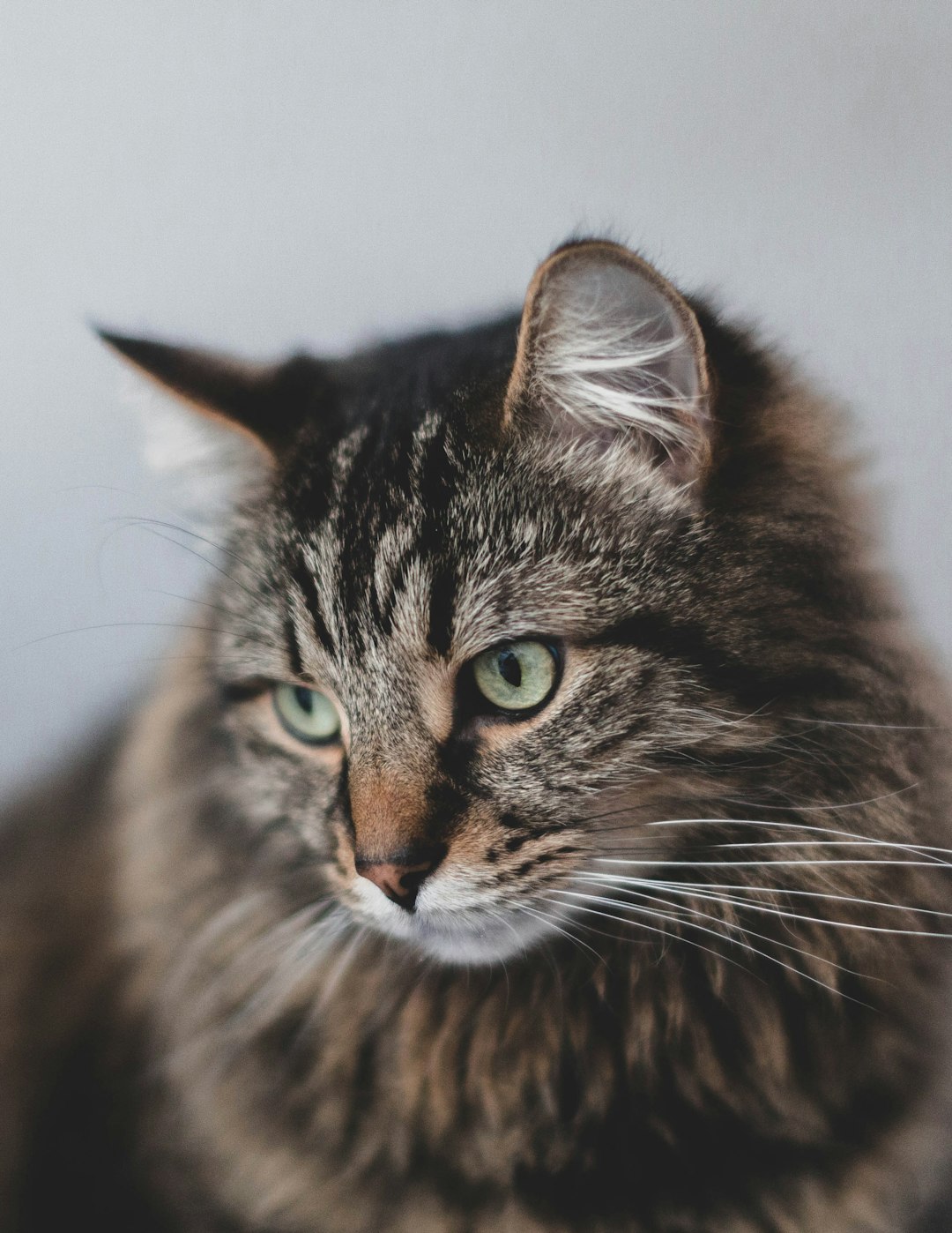 brown tabby cat in close up photography