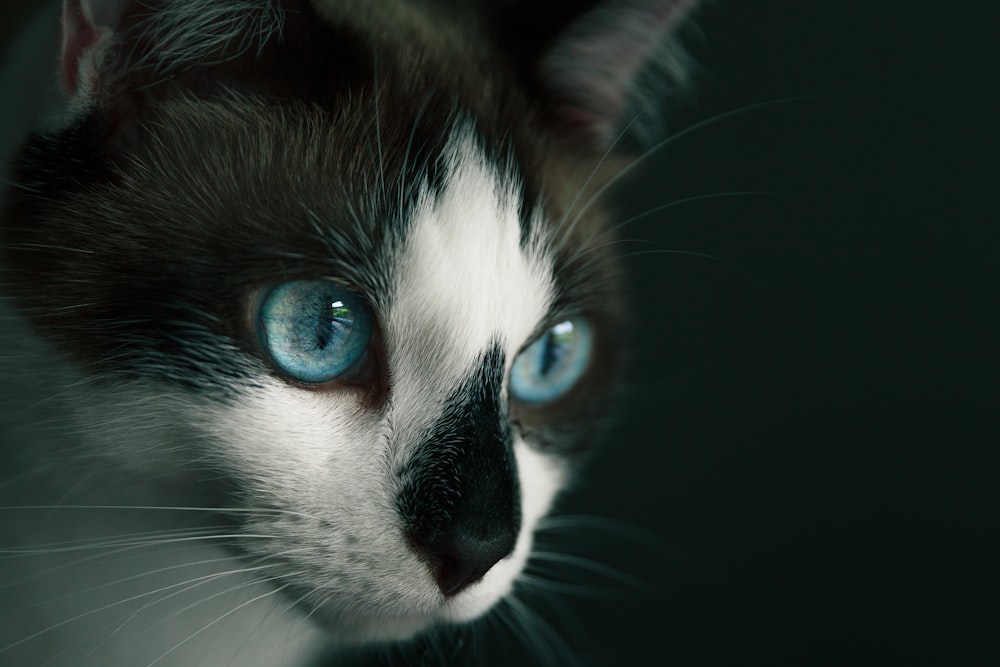 Chat blanc et noir aux yeux bleus