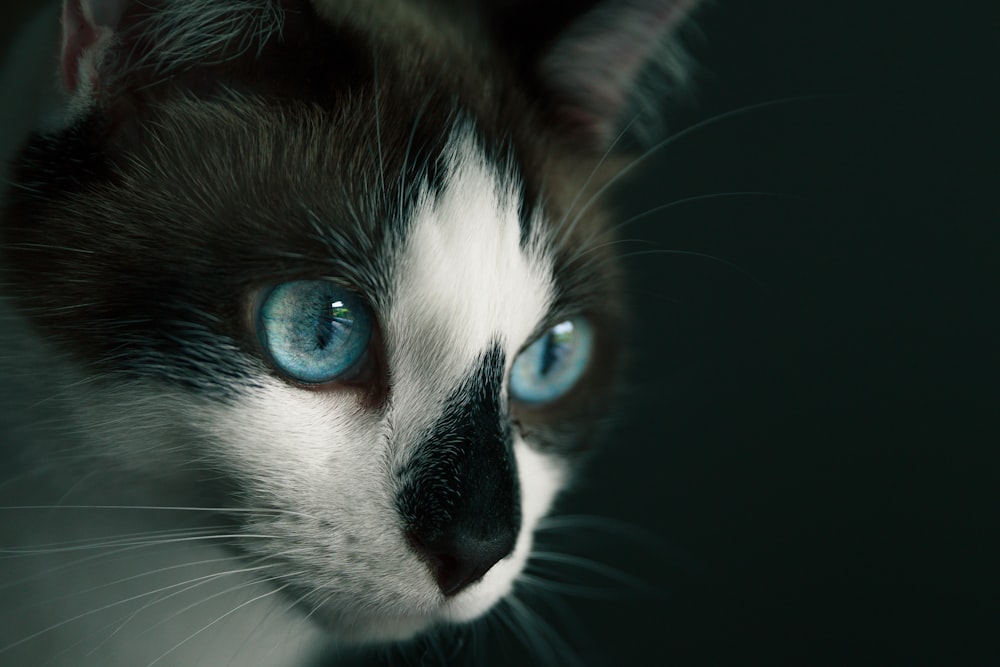 white and black cat with blue eyes