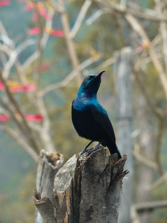 blue bird on brown tree branch during daytime in Ooty India