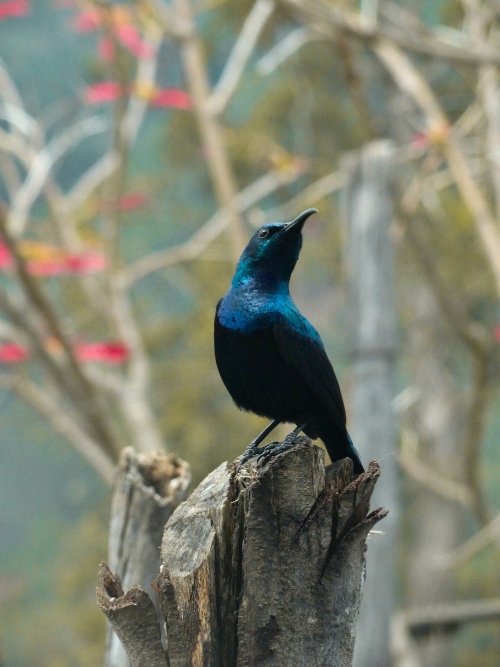 blue bird on brown tree branch during daytime