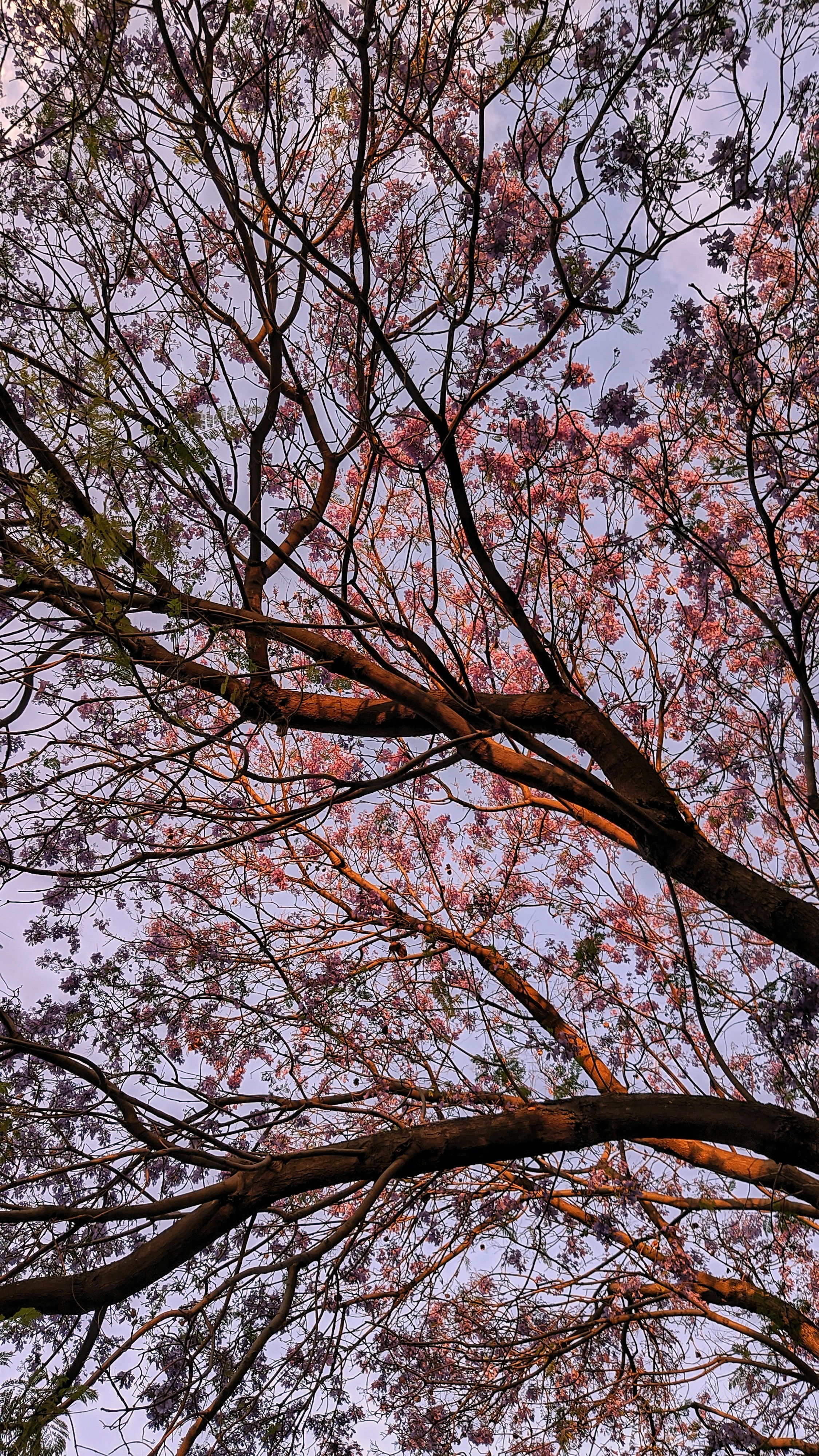 Jacaranda Tree Pictures Download Free Images On Unsplash