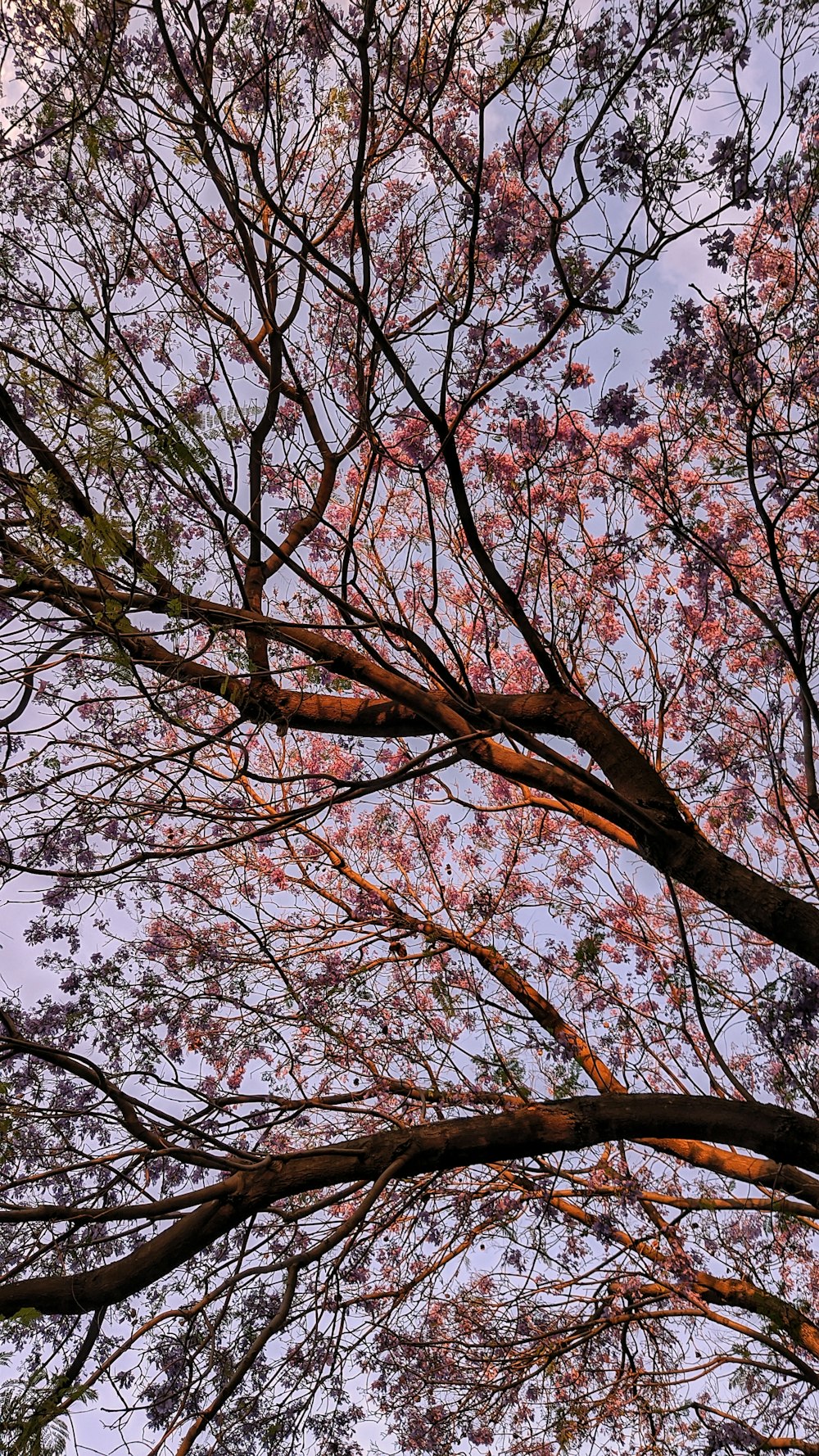 árbol marrón bajo el cielo azul durante el día