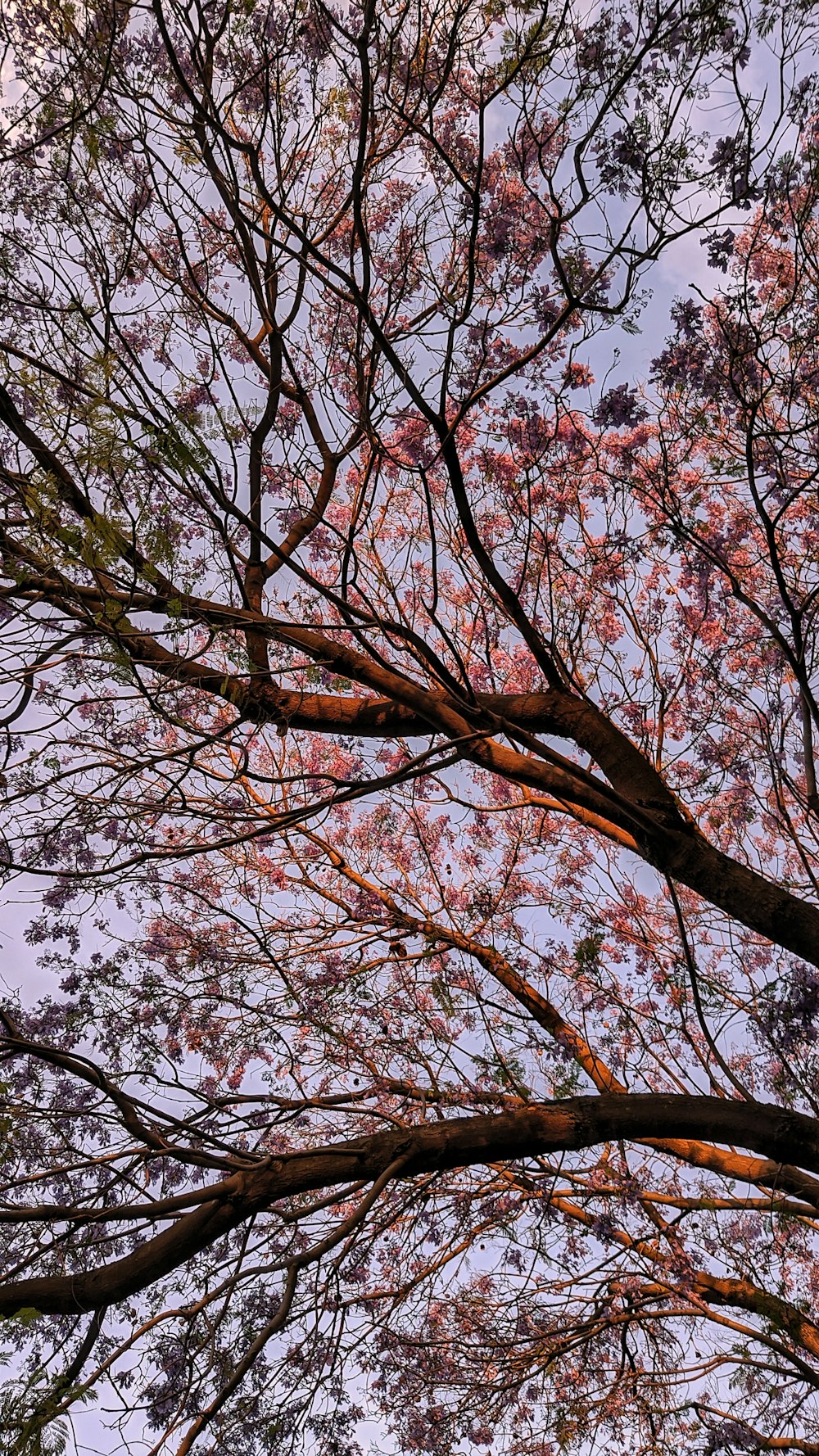 albero marrone sotto il cielo blu durante il giorno