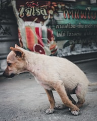 A small dog with light-colored fur is positioned in the foreground on a concrete surface. In the background, a colorful banner with text and images of various fruits creates a vivid contrast.