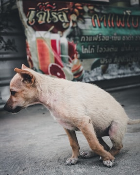 A small dog with light-colored fur is positioned in the foreground on a concrete surface. In the background, a colorful banner with text and images of various fruits creates a vivid contrast.