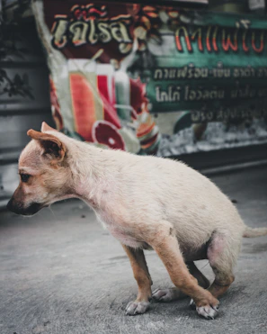 A creative social media campaign graphic promoting a pet adoption event.