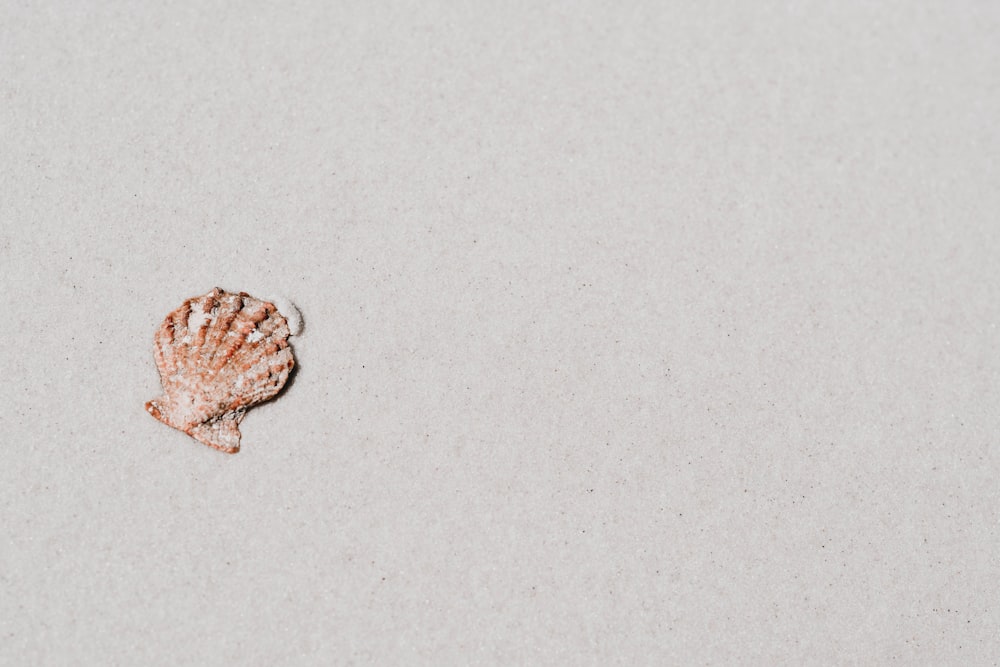 brown and white shell on white surface