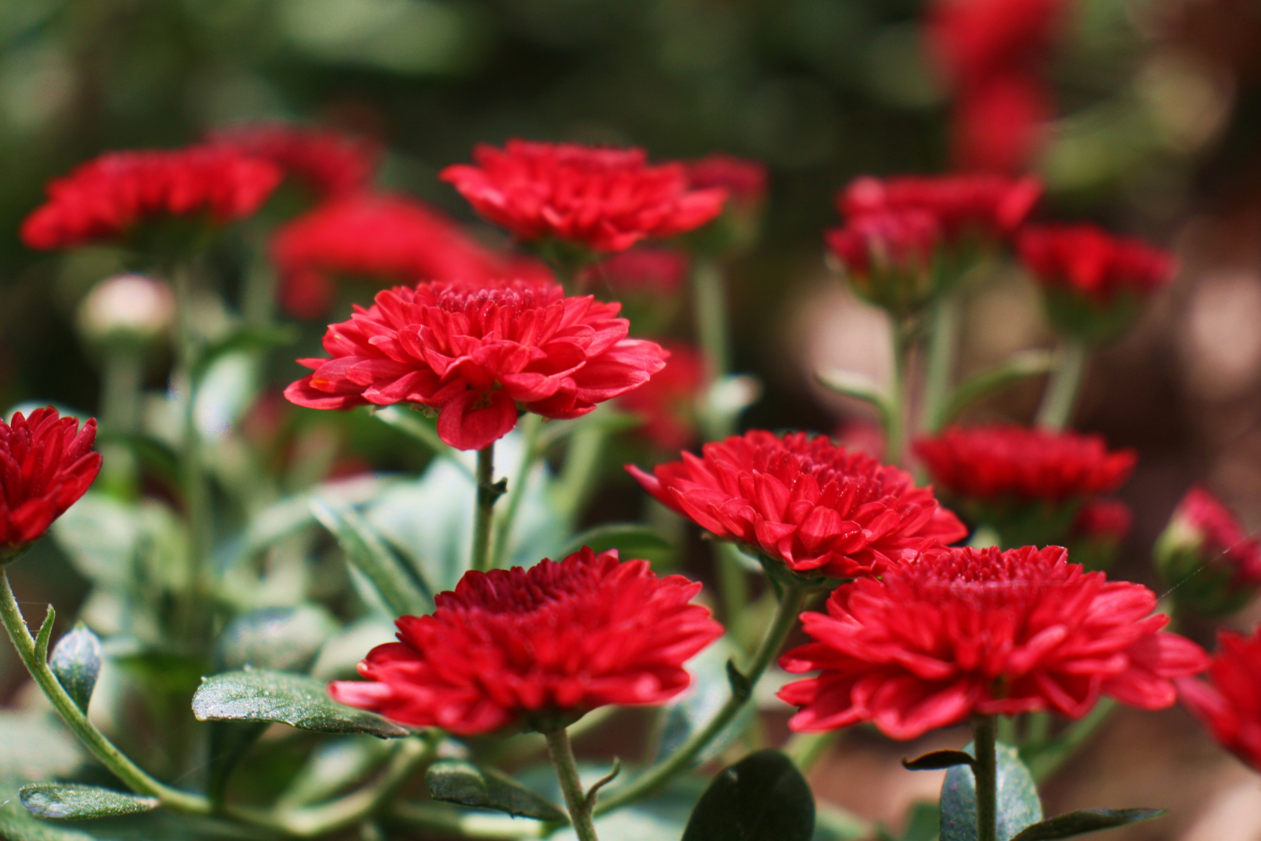 Red Carnation Pictures Download Free Images On Unsplash