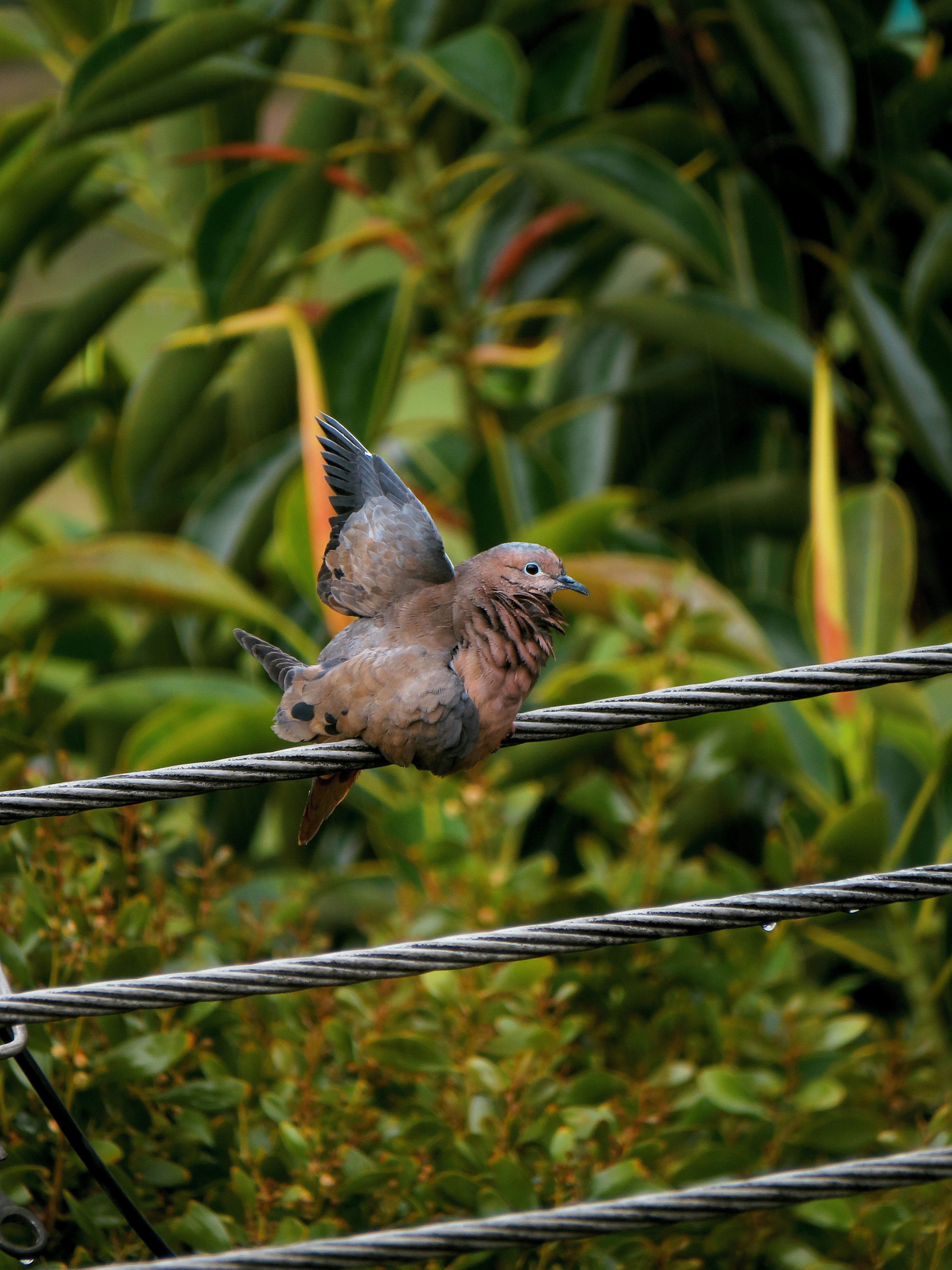 animal bird