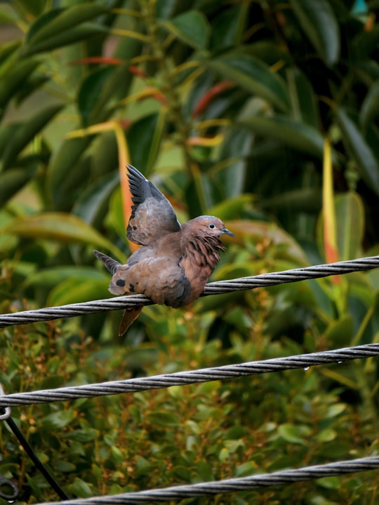 brown bird on black metal fence during daytime in Bogota Colombia