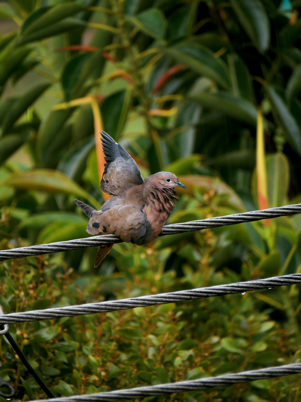 brown bird on black metal fence during daytime