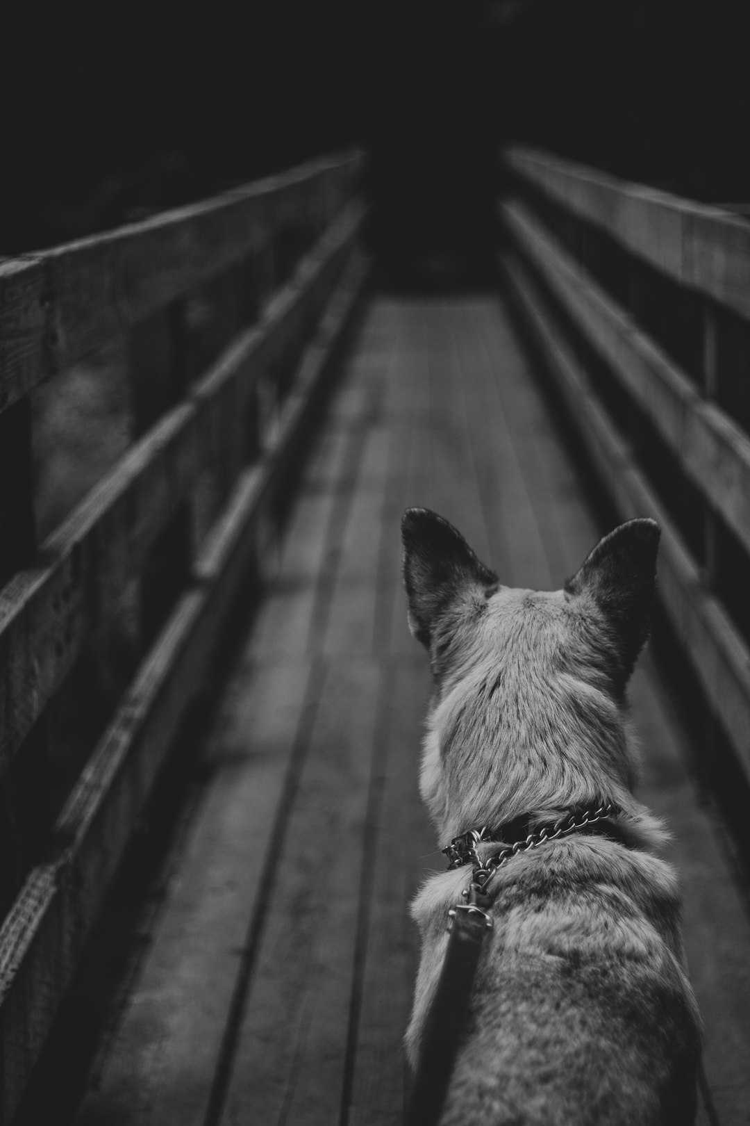 grayscale photo of a dog with leash